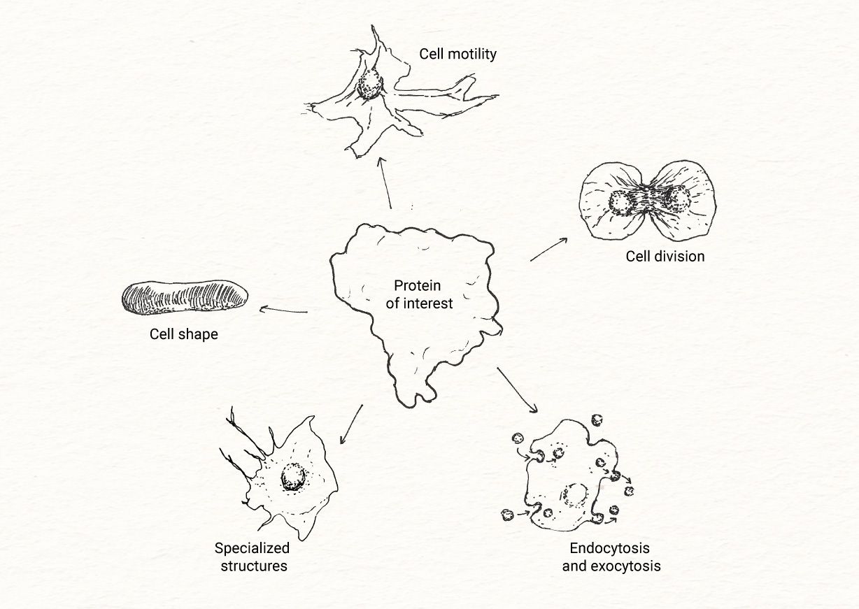 An image of an arbitrary protein with arrows to various cellular functions.