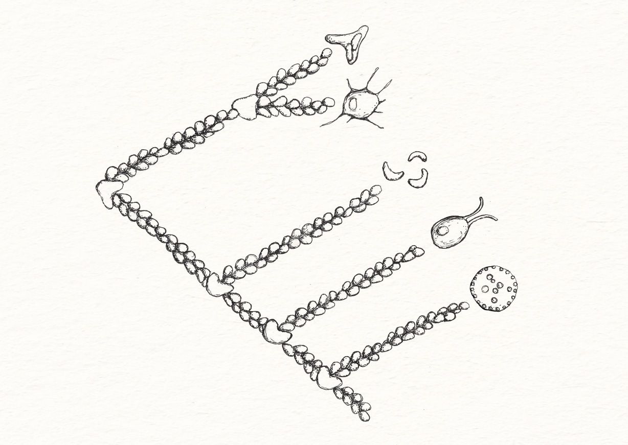 An illustration of a phylogenetic tree.