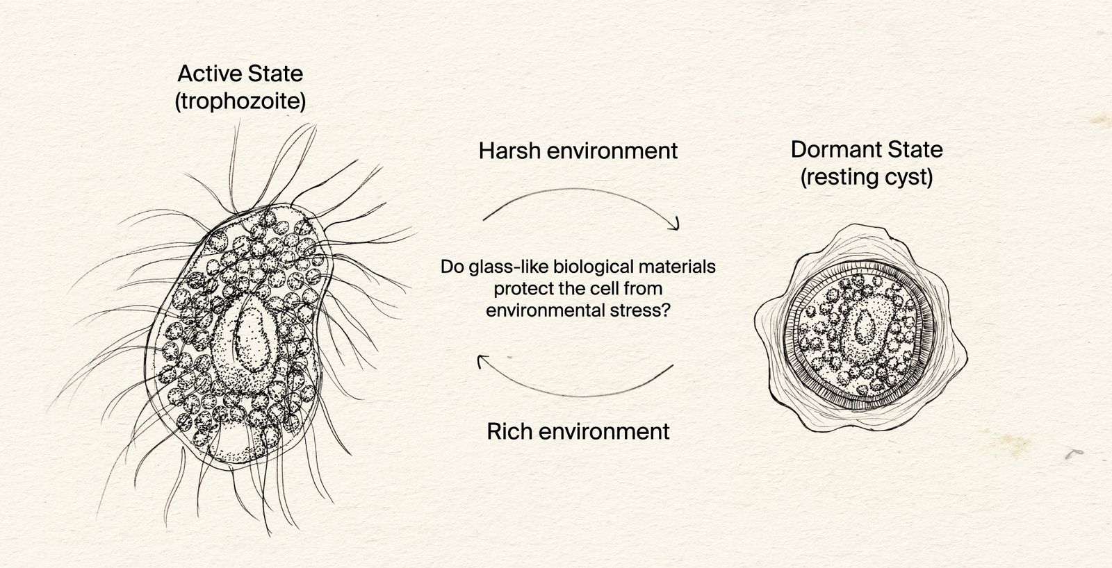 How does encystment protect protists from harsh environments?
