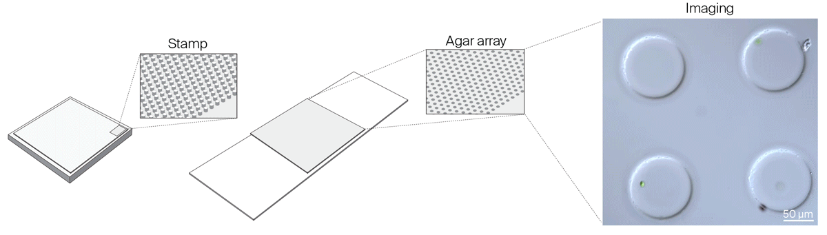 A GIF of microchambers using agar and pre-made PDMS stamps.