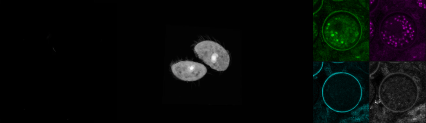 Autofluorescence and fluorescence lifetime imaging of *C. steinii* reveals sub-cellular structures.