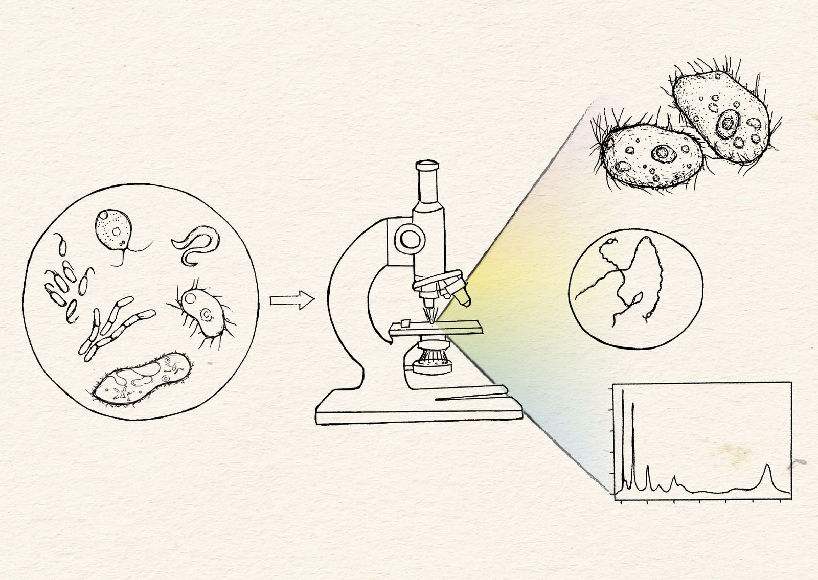 An illustration of a microscope.