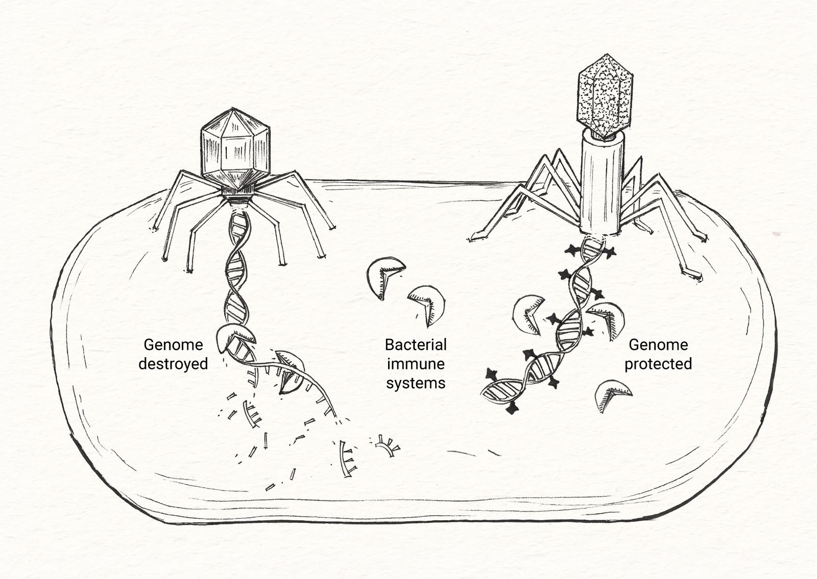 An illustration of phages protecting their genomes with chemical modifications.