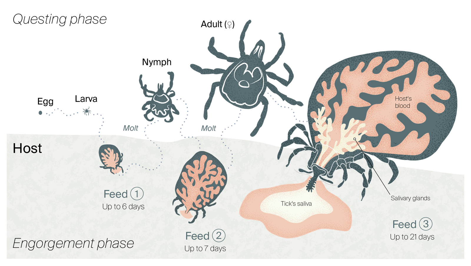 The three-host life cycle of the lone star tick, *A. americanum*.